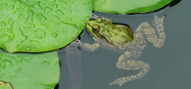 Grenouille et nénuphars